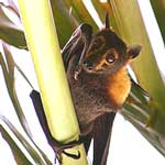 pipistrello